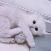 マンチカン(長足)