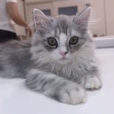 ミヌエット