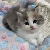 マンチカン(短足)