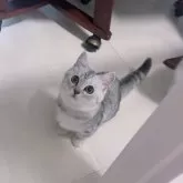 ミヌエット(短足)