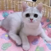 ブリティッシュショートヘア