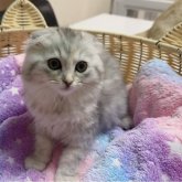 スコティッシュフォールド