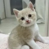 マンチカン(長足)