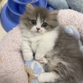 ミヌエット(短足)