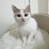 マンチカン(長足)