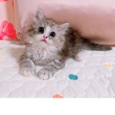 ミヌエット(長足)