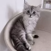 ミヌエット(長足)【京都府・男の子・2025年3月5日・シルバータビー】の写真1「イケメンすぎ‼️」