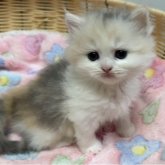 ミヌエット(長足)