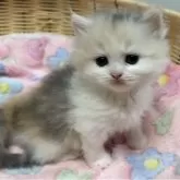 ミヌエット(長足)