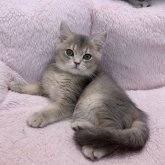 ブリティッシュショートヘア