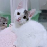 マンチカン(短足)