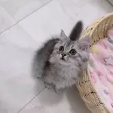 マンチカン(長足)