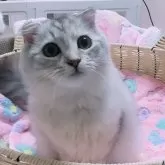 スコティッシュフォールド(折れ耳)