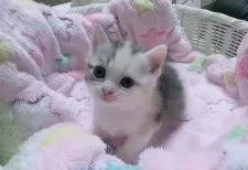 マンチカン(短足)【京都府・女の子・2025年8月5日・ダイリュートキャリコ】の写真2