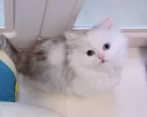 ミヌエット(短足)【京都府・女の子・2025年8月25日・シルバータビー&ホワイト】の写真2