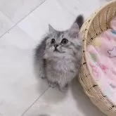 マンチカン(長足)【京都府・男の子・2025年2月21日・シルバータビー】の写真2「口角上がってる💕」