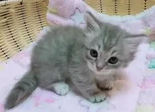 マンチカン(短足)【京都府・女の子・2025年9月27日・ブルー】の写真2