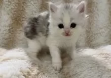 スコティッシュフォールド(立ち耳)【京都府・女の子・2025年11月10日・シルバークラシックタビー】の写真3