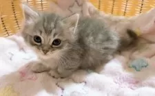 マンチカン(短足)【京都府・女の子・2025年9月27日・ブルー】の写真3