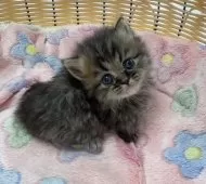 ミヌエット(短足)【京都府・男の子・2025年1月19日・ブラウンタビー】の写真3