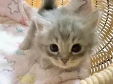 マンチカン(短足)【京都府・女の子・2025年9月27日・ブルー】の写真4