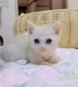 マンチカン(短足)【京都府・男の子・2025年9月27日・クリームタビー】の写真4