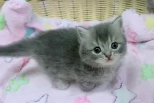 マンチカン(短足)【京都府・女の子・2025年10月2日・ブルー】の写真4