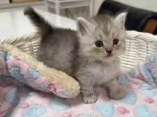 マンチカン(長足)【京都府・男の子・2025年11月4日・シルバータビー】の写真4