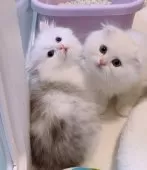 ミヌエット(短足)【京都府・女の子・2025年8月25日・シルバータビー&ホワイト】の写真4