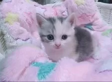 マンチカン(短足)【京都府・女の子・2025年8月5日・ダイリュートキャリコ】の写真5