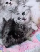 マンチカン(短足)【京都府・男の子・2025年4月16日・シルバークラシックタビー】の写真5