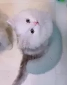 ミヌエット(短足)【京都府・女の子・2025年8月25日・シルバータビー&ホワイト】の写真5