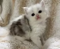 スコティッシュフォールド(立ち耳)【京都府・女の子・2025年11月10日・シルバークラシックタビー】の写真5