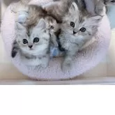 ミヌエット(長足)【京都府・男の子・2025年3月5日・シルバータビー】の写真5