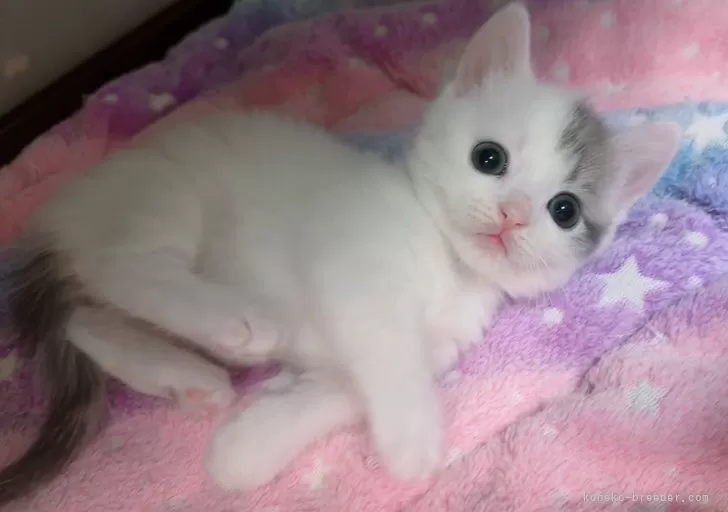 ピンクの猫 猫壱 P-4580471867129 キャットトンネル ピンク : 家電のSAKURA