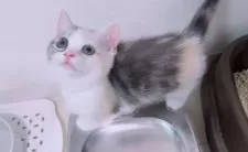 マンチカン(短足)【京都府・女の子・2025年8月5日・ダイリュートキャリコ】の写真6