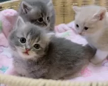 マンチカン(短足)【京都府・女の子・2025年10月2日・ブルー】の写真6