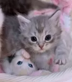 マンチカン(短足)【京都府・女の子・2025年9月27日・ブルー】の写真6