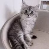 ミヌエット(長足)【京都府・男の子・2025年3月5日・シルバータビー】の写真6「イケメン😎」