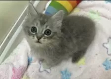 マンチカン(短足)【京都府・女の子・2025年9月27日・ブルー】の写真7