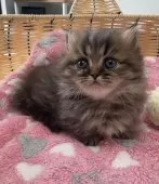 ミヌエット(短足)【京都府・男の子・2025年1月19日・ブラウンタビー】の写真9