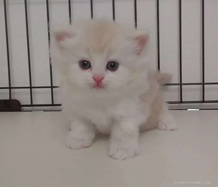 ID:1912-01394の子猫