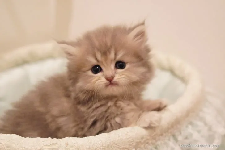 ID:2110-01008の子猫