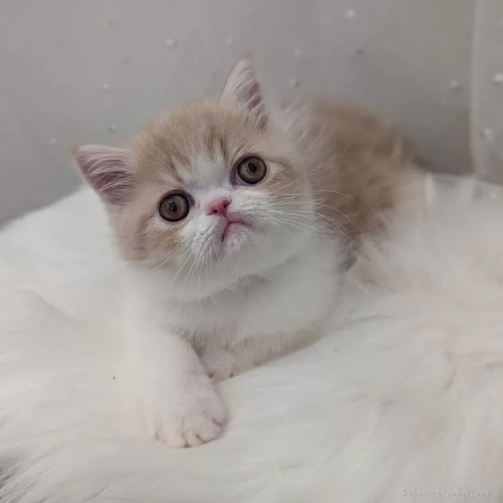 ID：2412-00977の子猫