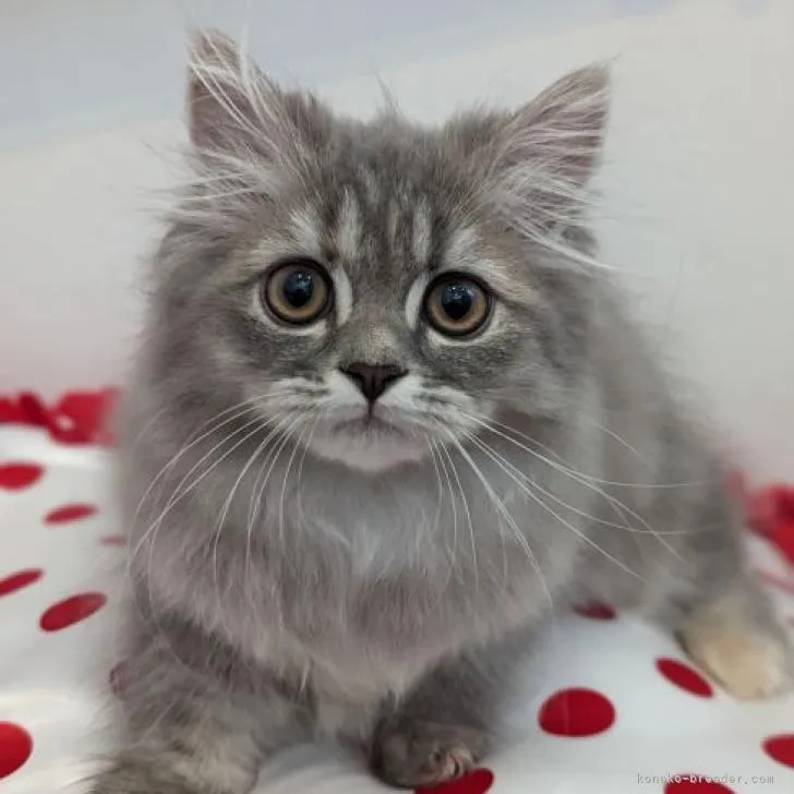 ID:2206-02092の子猫