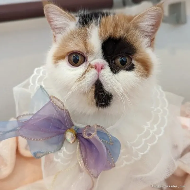 ID:2303-00433の子猫