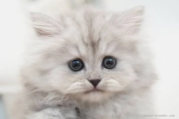 ID：2111-01391の子猫