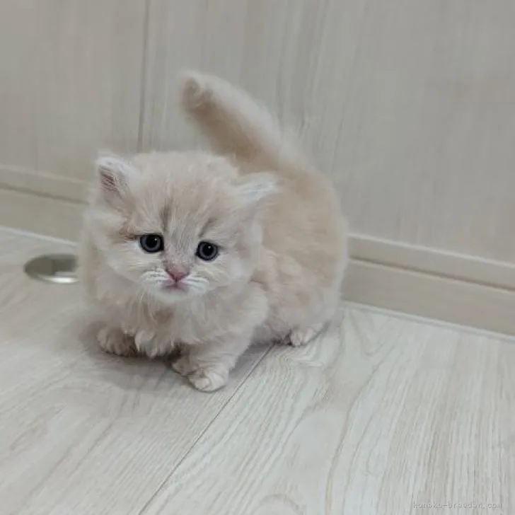 ID:2206-02091の子猫