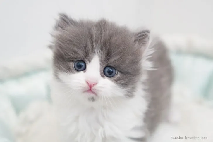 ID:2110-01339の子猫
