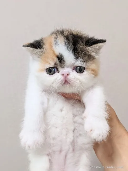 ID:2107-00698の子猫